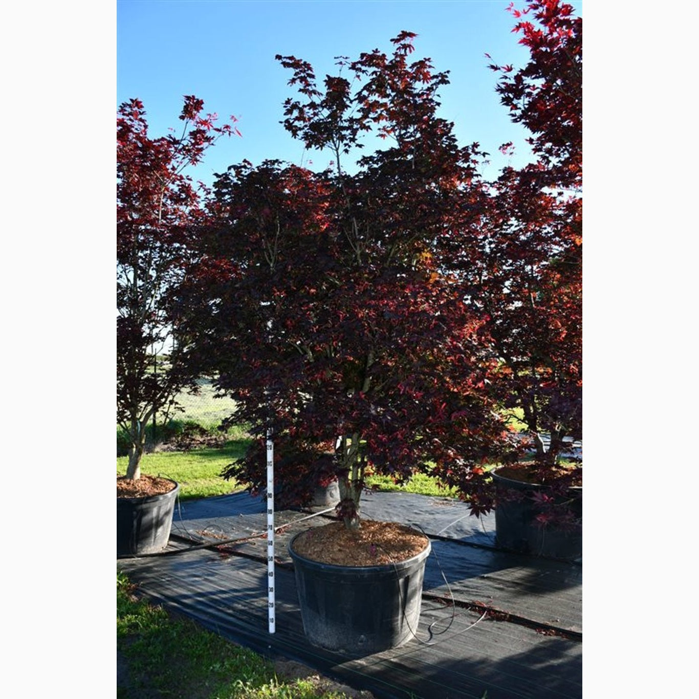 Japansk lönn – Acer pal. 'Bloodgood' - 250-300 CM in Cont.